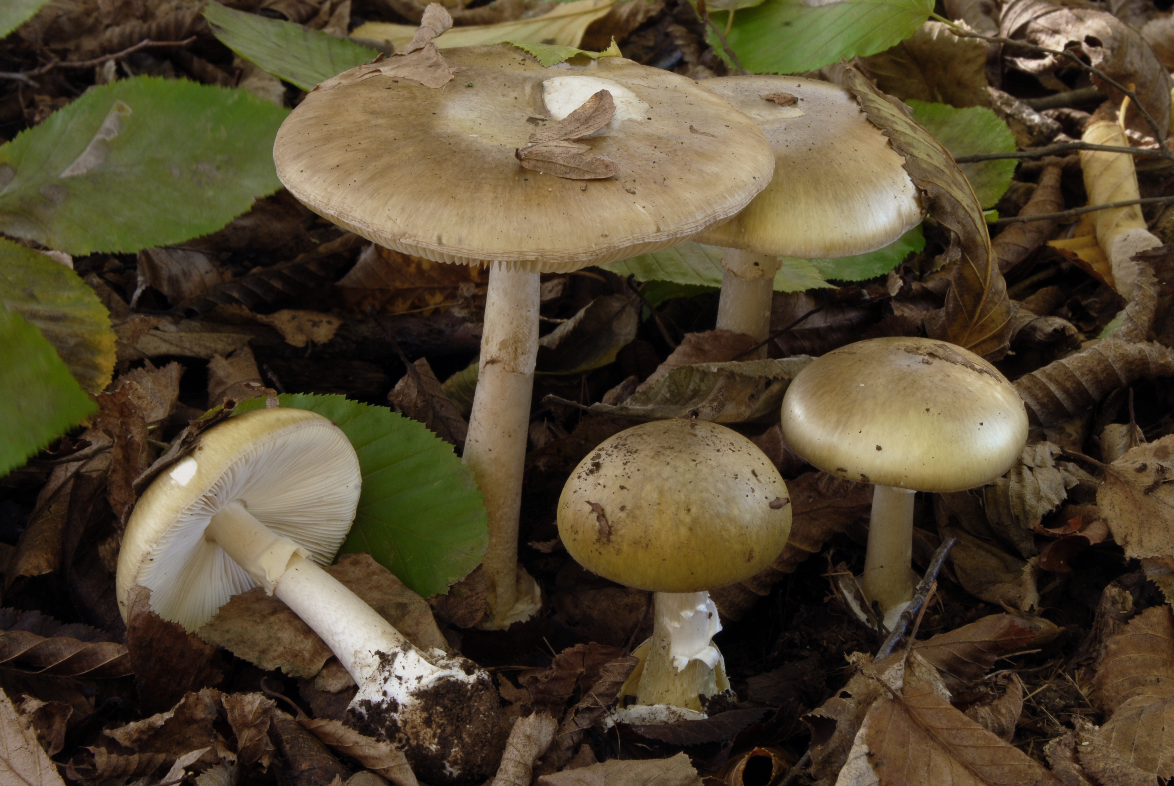 Foto Amanita phalloides